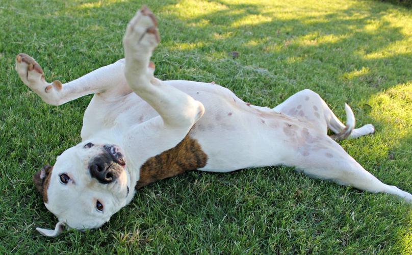 Adopt A Friend: Stella