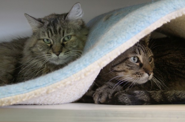 Humane Society sets up shop in mall  