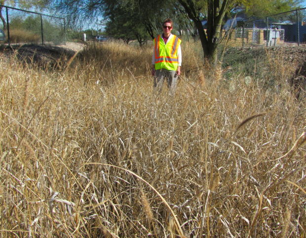 Dense buffelgrass