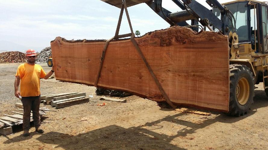 Timber slab from fallen tree