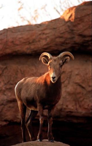 Bighorns coming back to the Catalinas