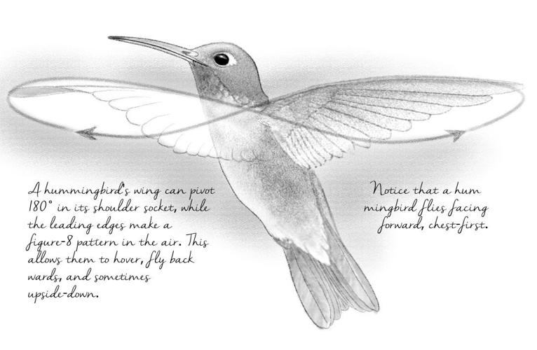 The Sonoran Desert: A Literary Field Guide