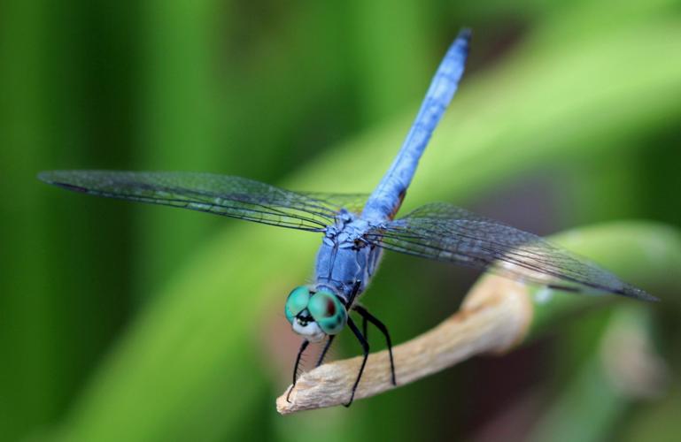 Readers' amazing insects