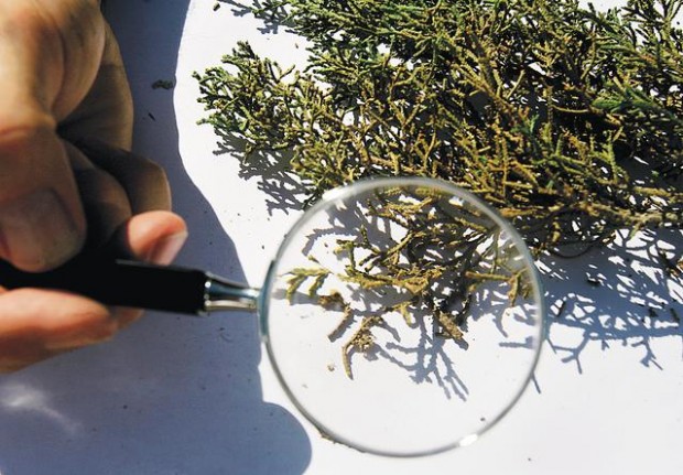 Warmth, wind mean misery as allergy season starts early  