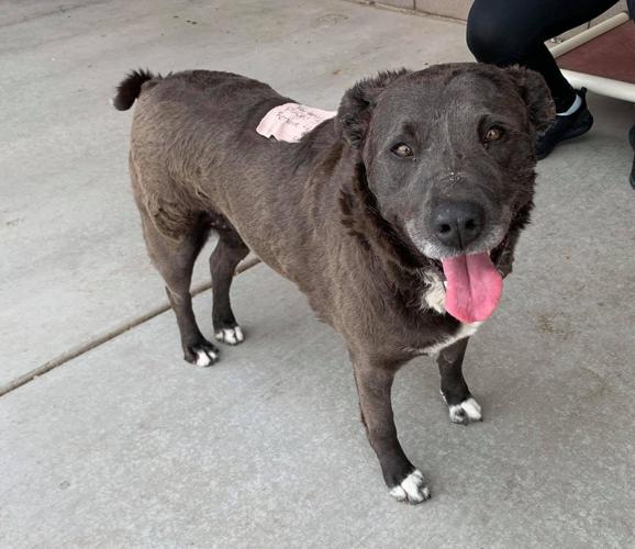 Adopt a friend: Chaia