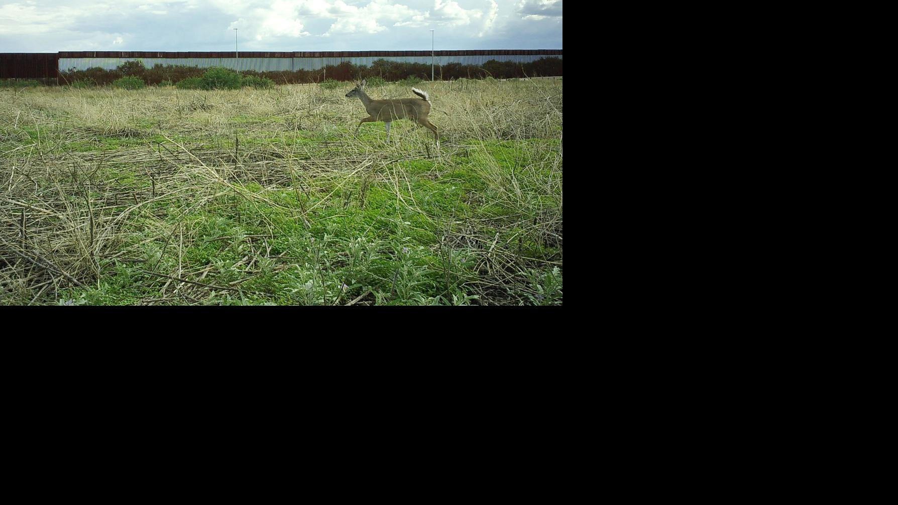 Conservation groups study wildlife movement at border wall in Arizona ...