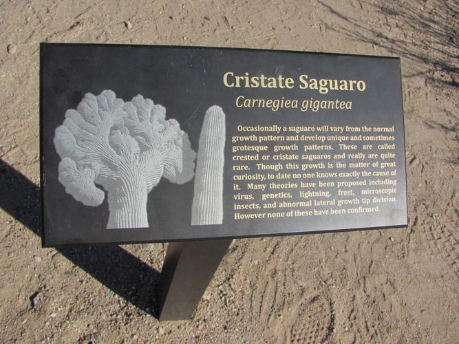 Crested saguaro sign