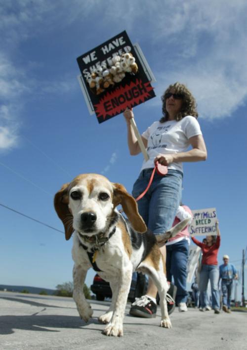 Ducey signs law to override Tucson's pet-store rules