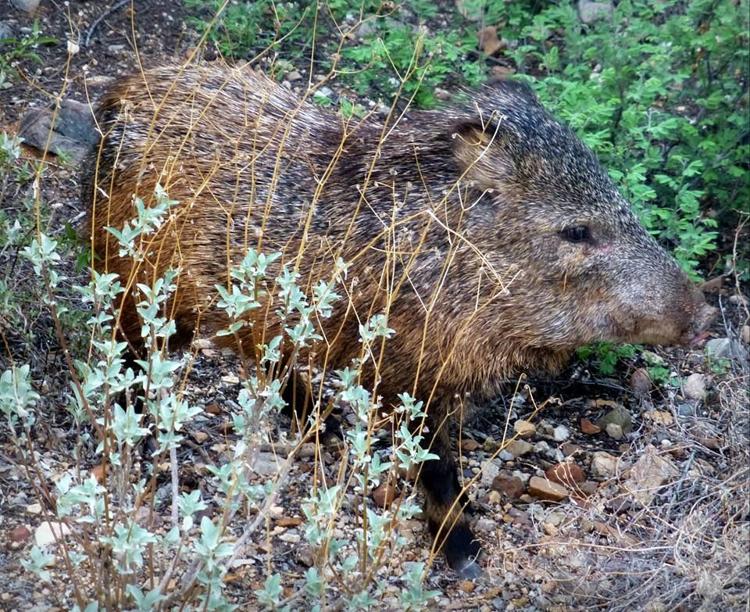 53 photos that prove javelinas are the cuties of the desert