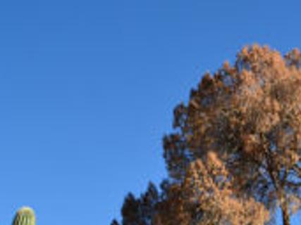 Beetles Ravaging Tucson S Big Pines Environment Tucson Com