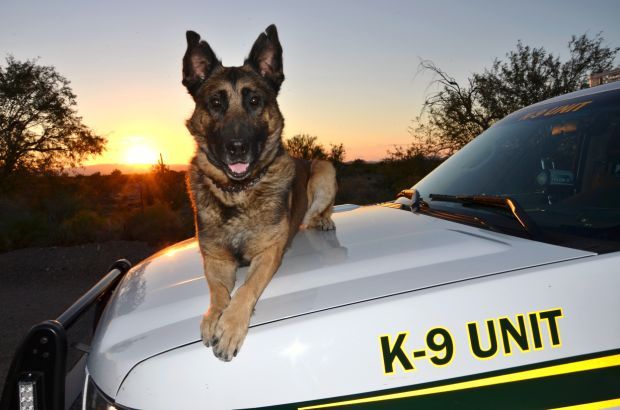 Pima County sheriff’s K-9 dies after freak accident