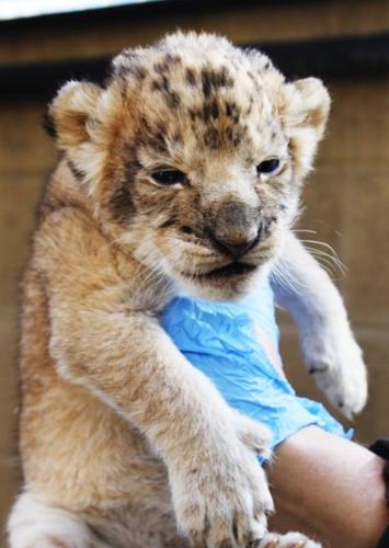 Lion cubs at Reid Park Zoo