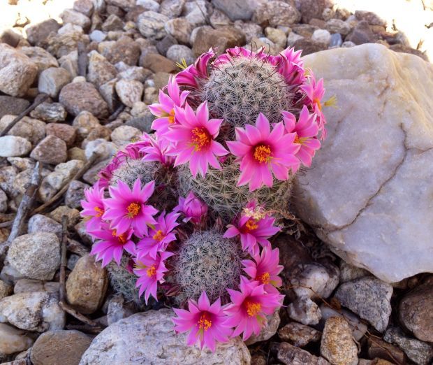Cactus blooms