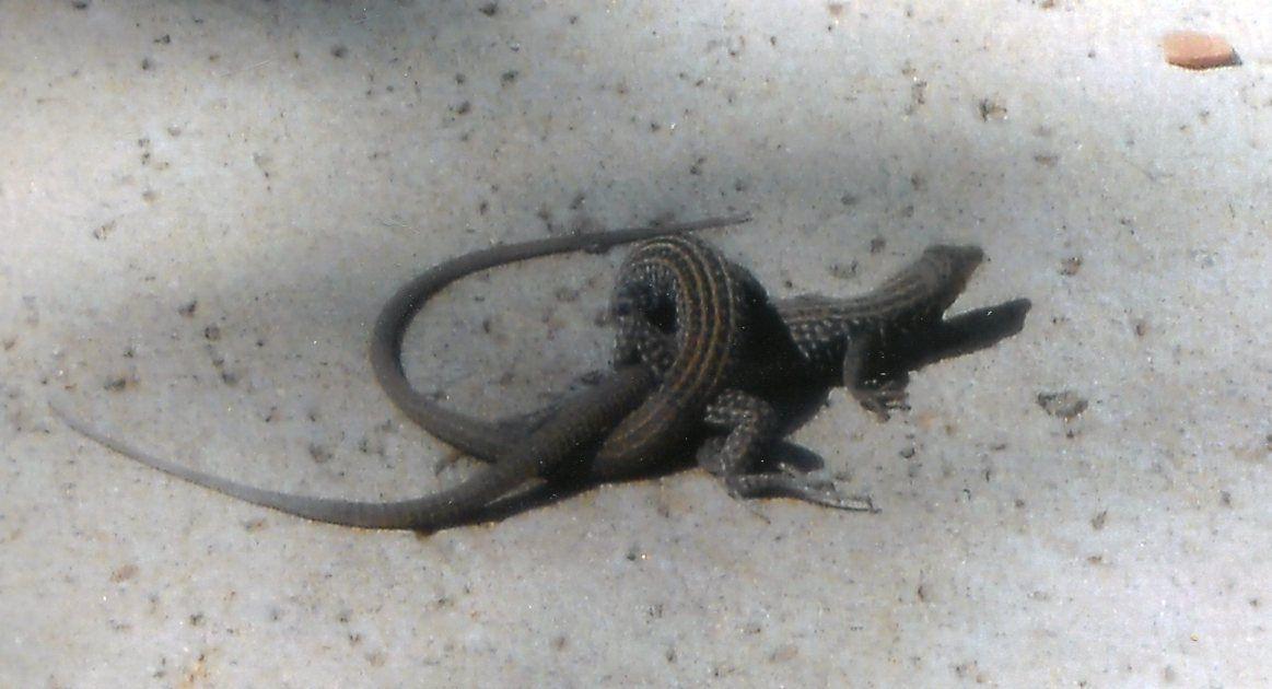 Surprisingly beautiful Southern Arizona lizards