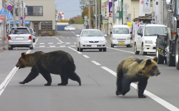 Bears on the prowl in Japan's cities   