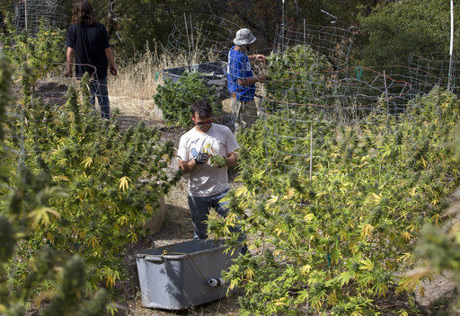 Burners beware: California pot sold Jan. 1 could be tainted