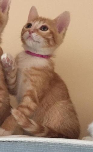 Adopt a friend: Lindor