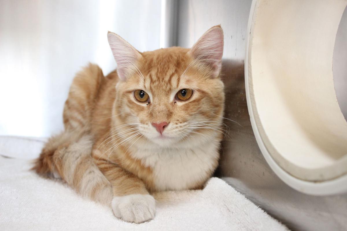 Adopt A Friend for week of April 17, 2017