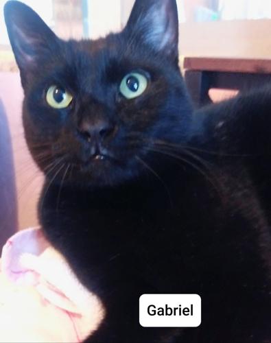 Adopt a friend: Gabriel