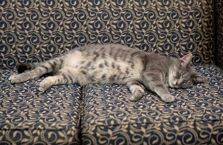 White House spotlights first pets on National Pet Day