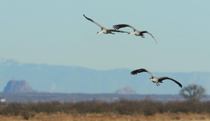 Wings over Willcox