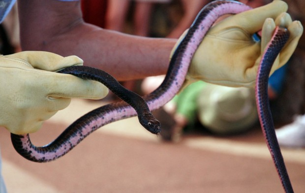 Learn all about reptiles   