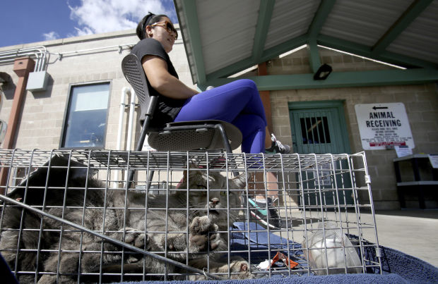Pima Animal Care Center intake