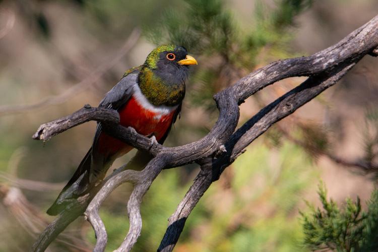 Elegant trogon