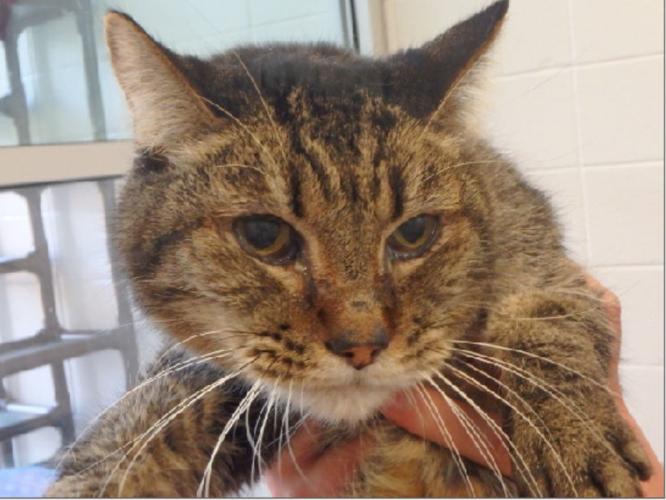 Adopt A Friend: Tigger