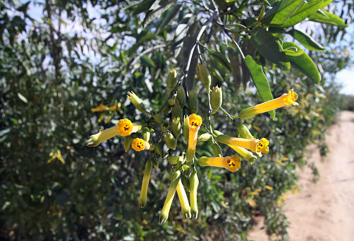 Tree tobacco native to South America