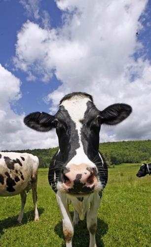 drop in for some bull   