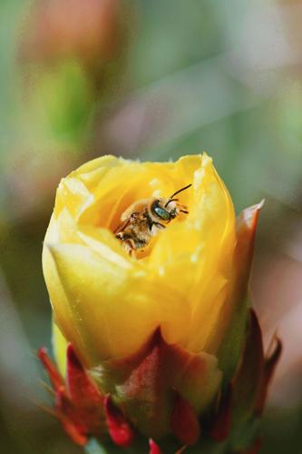 Readers' amazing insects