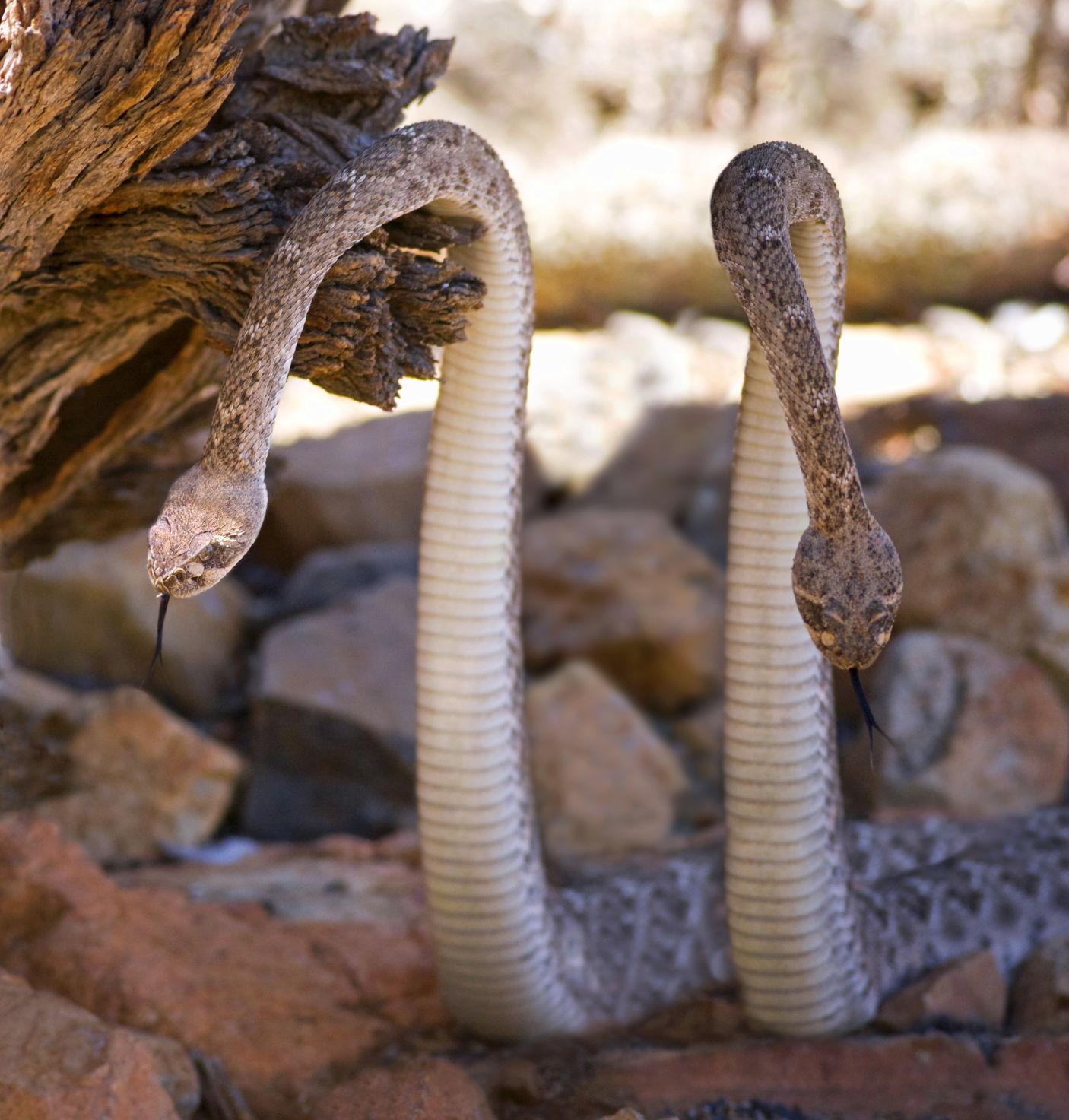 10 tips for surviving rattlesnake season in Tucson | Local news