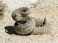 10 tips for surviving rattlesnake season in Tucson | Local news ...