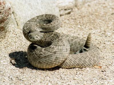10 tips for surviving rattlesnake season in Tucson | Local news