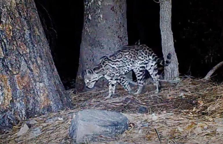 Seeing spots: 2025 ends with new footage of endangered ocelots in Arizona