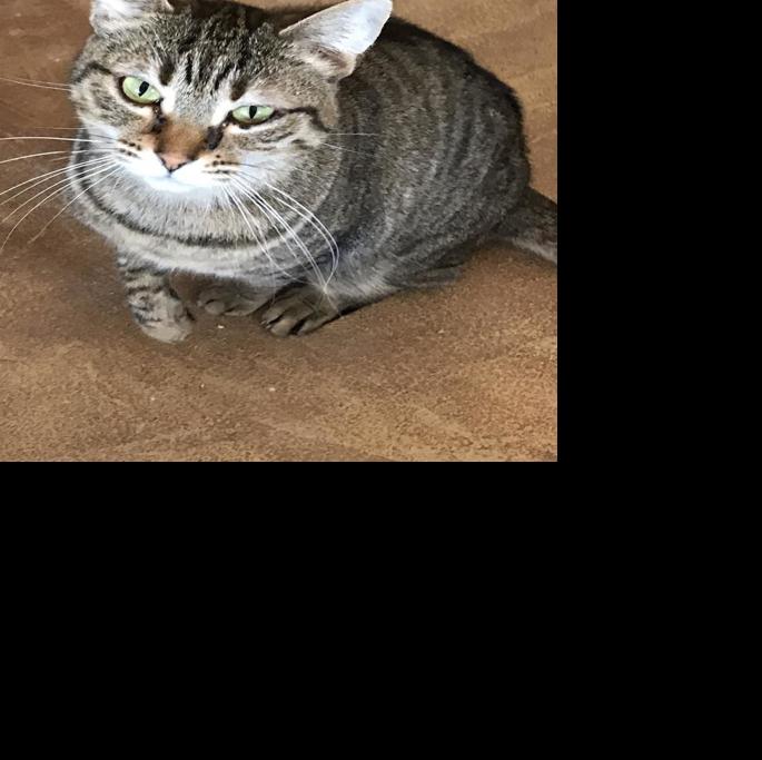 S.A.F.E.(Saving Animals From Euthanasia)