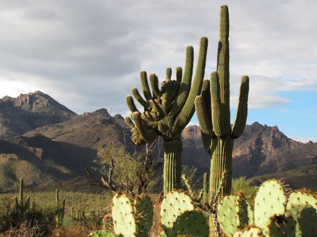 Crested saguaro