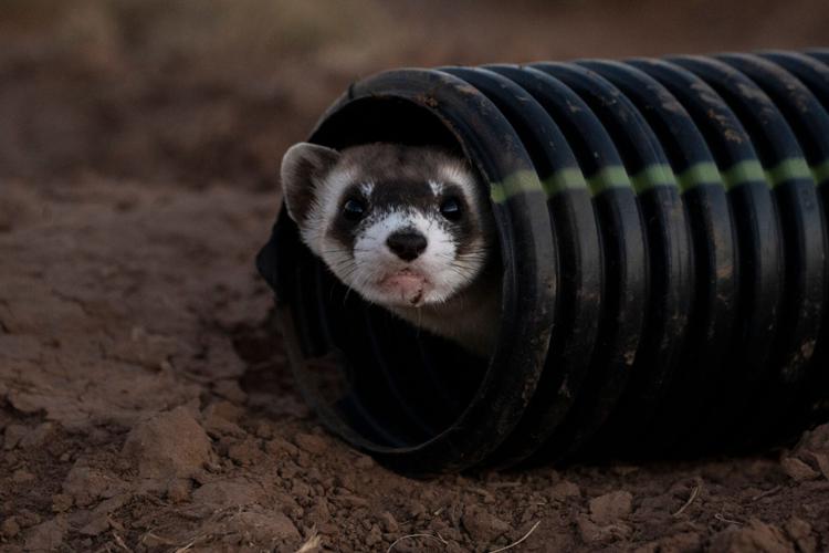 Arizona sends 18 black-footed ferrets into the wild