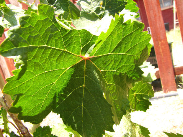 Healthy grape leaf