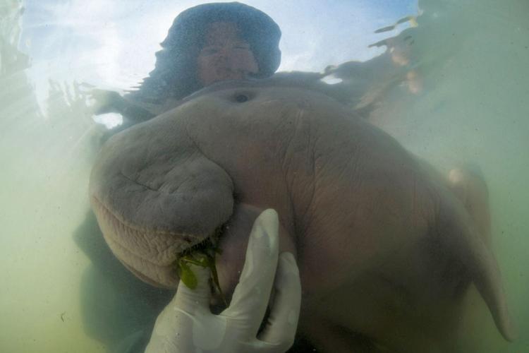 Thailand Baby Dugong