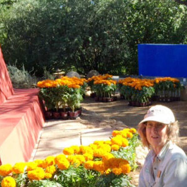 Tohono Chul Tucson Botanical Gardens Struggling Financially During Pandemic Closures Local News Tucson Com