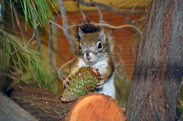 Groups help Arizona's endangered Mount Graham red squirrel population grow