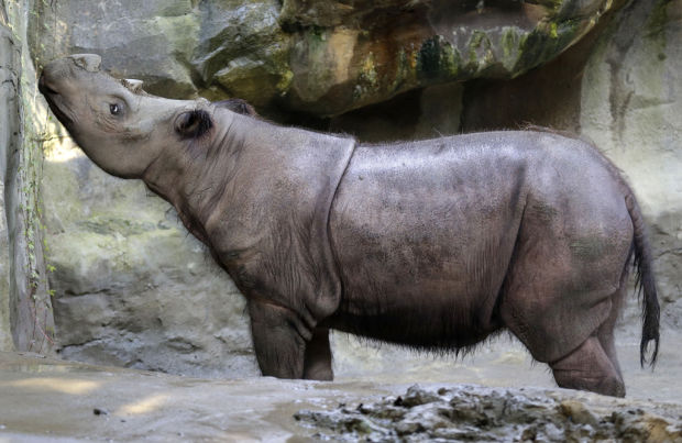 Zoo hoping to mate rhino siblings    