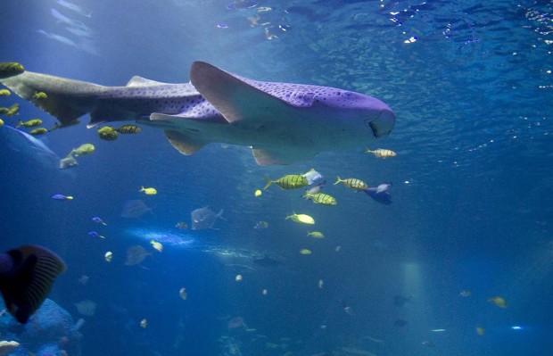 Sea Life Arizona opens its doors   