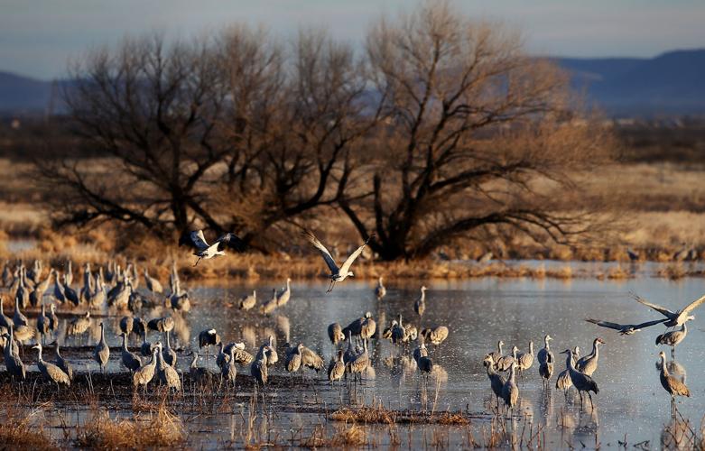 2017 Wings Over Willcox