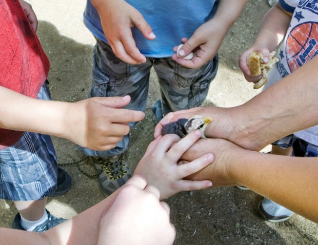 Ranch's many minis offer big-time fun    