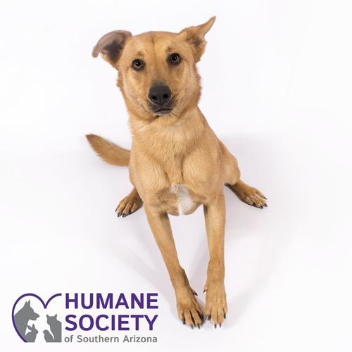 Adopt a friend: Jake