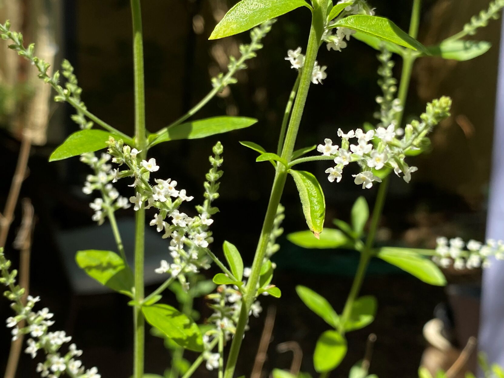 Beebrush is a great native plant choice for Tucson