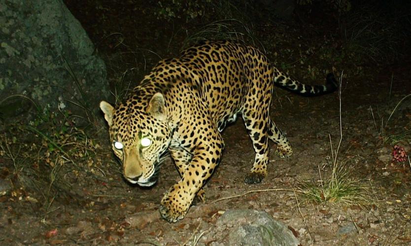 Meet all 5 jaguars spotted in Arizona